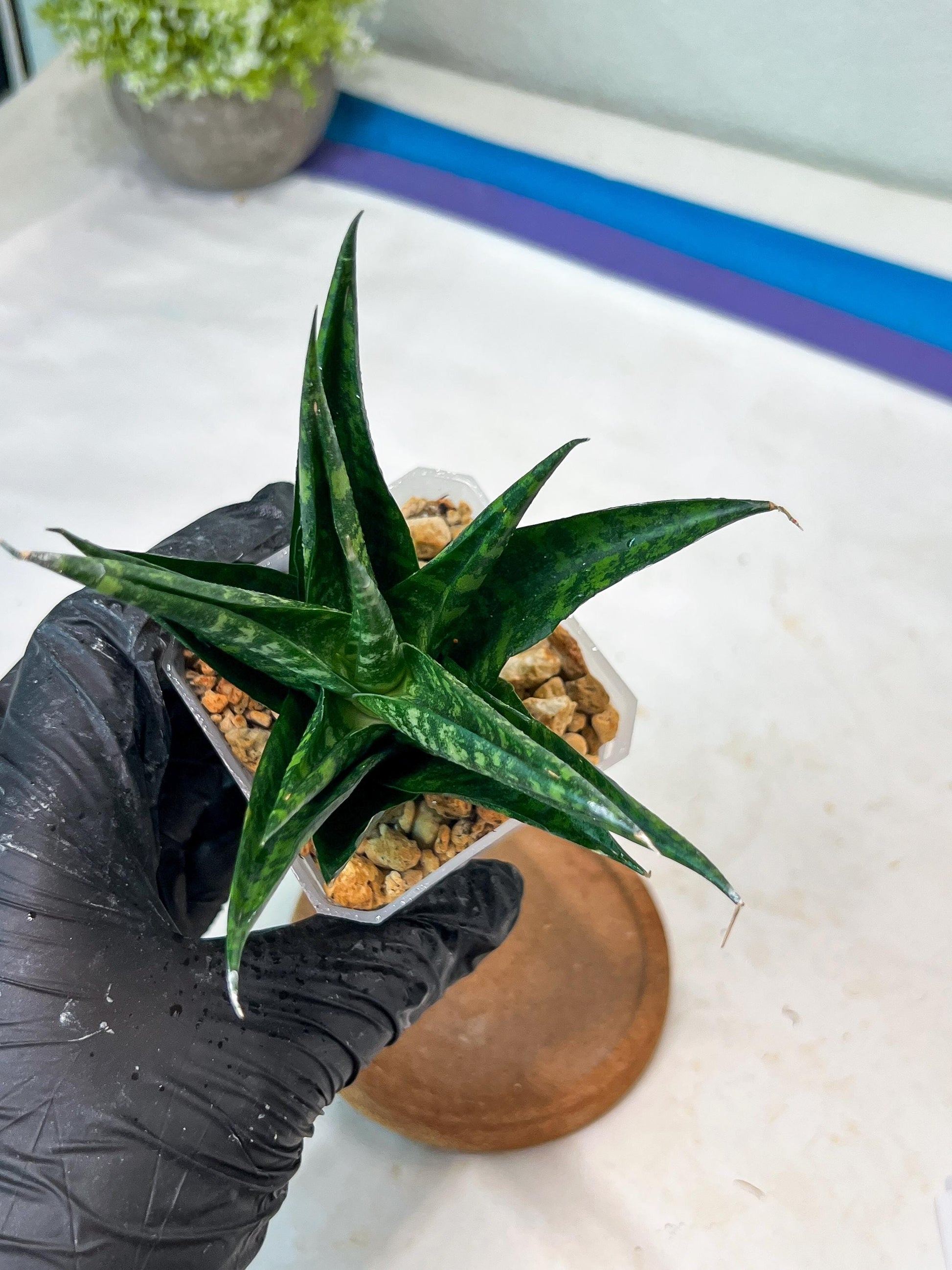 Sansevieria Gabriella x Cordova (#Ha99) | Imported Plant