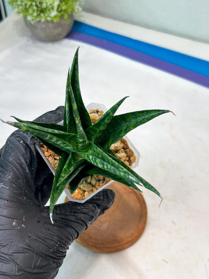 Sansevieria Gabriella x Cordova (#Ha99) | Imported Plant