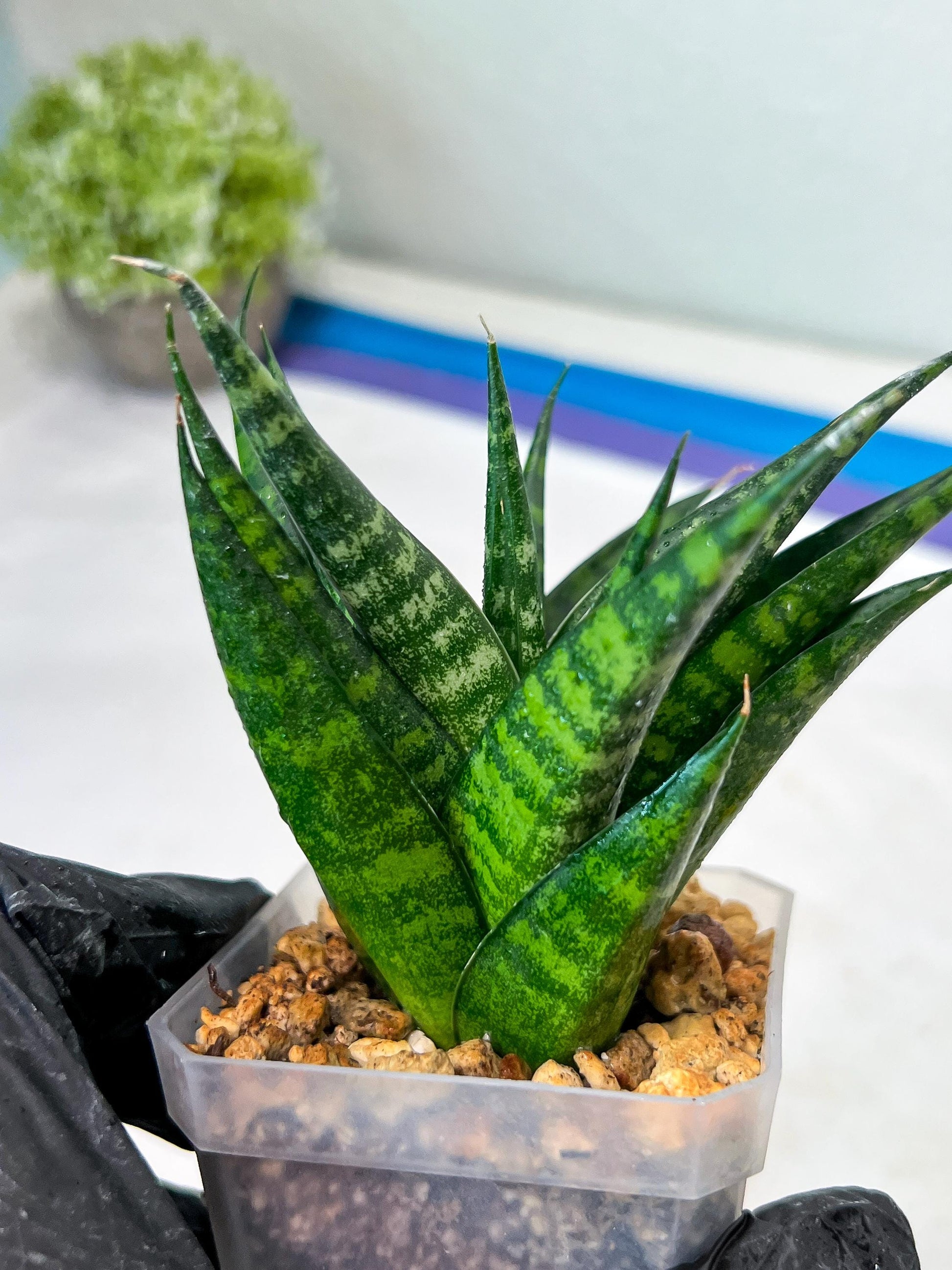Sansevieria Gabriella x Cordova (#Ha99) | Imported Plant