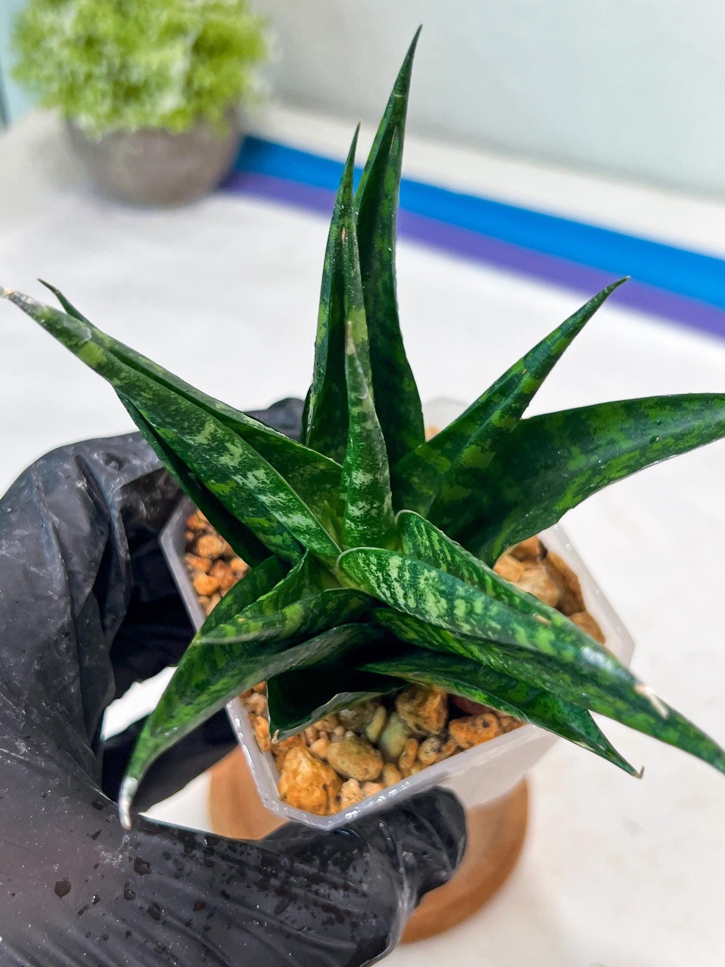 Sansevieria Gabriella x Cordova (#Ha99) | Imported Plant