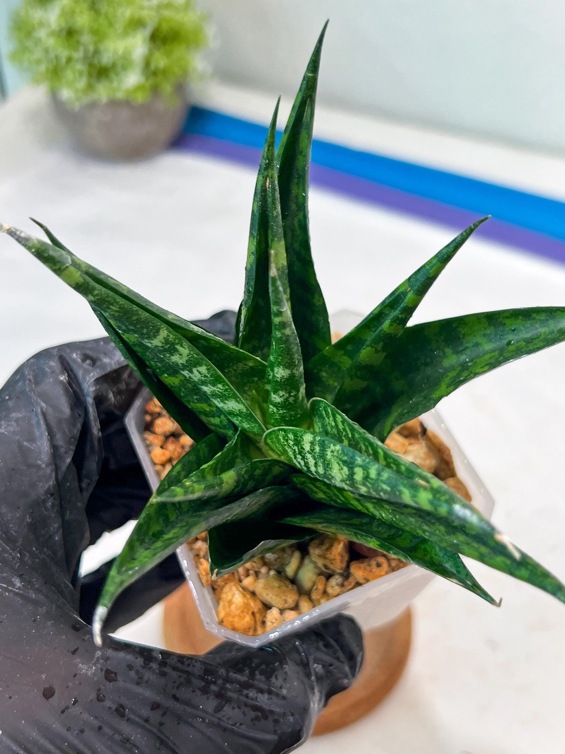 Sansevieria Gabriella x Cordova (#Ha99) | Imported Plant