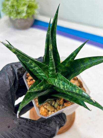 Sansevieria Gabriella x Cordova (#Ha99) | Imported Plant