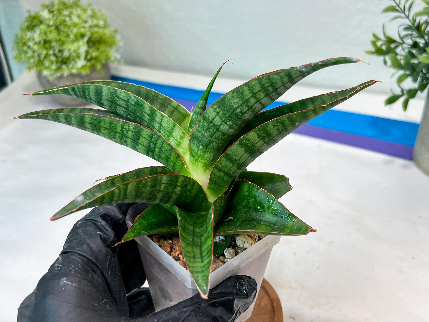 Sansevieria Gabriella x Sindoro (#Ha100) | Imported Plant