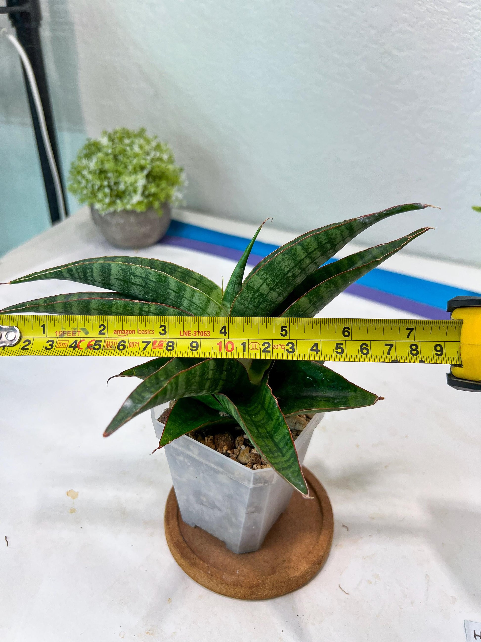 Sansevieria Gabriella x Sindoro (#Ha100) | Imported Plant