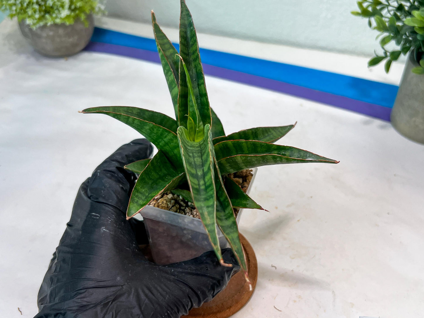 Sansevieria Gabriella x Sindoro (#Ha100) | Imported Plant