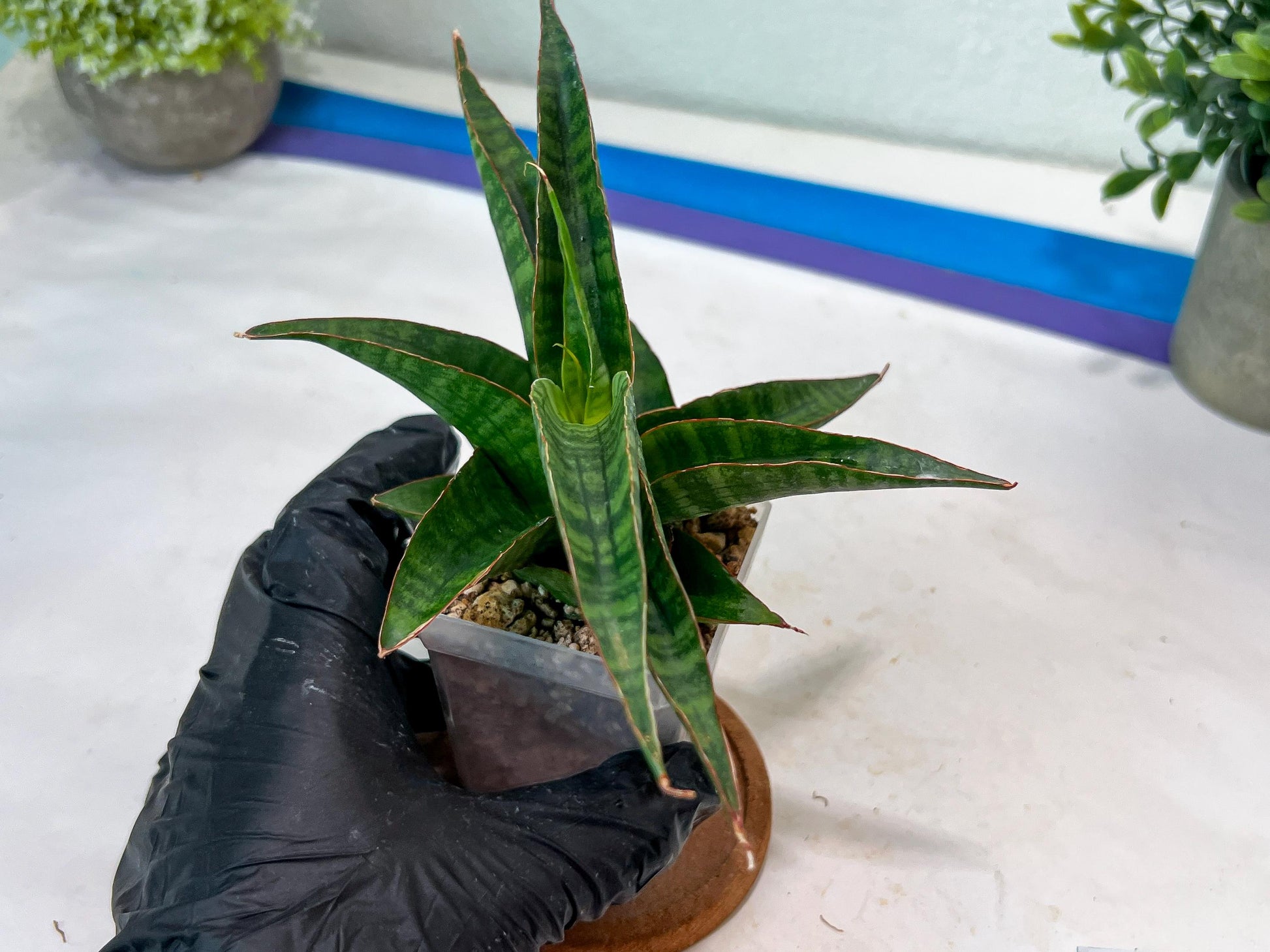 Sansevieria Gabriella x Sindoro (#Ha100) | Imported Plant
