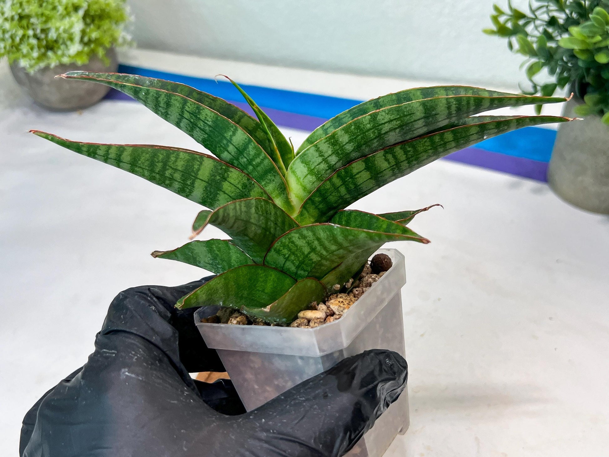 Sansevieria Gabriella x Sindoro (#Ha100) | Imported Plant