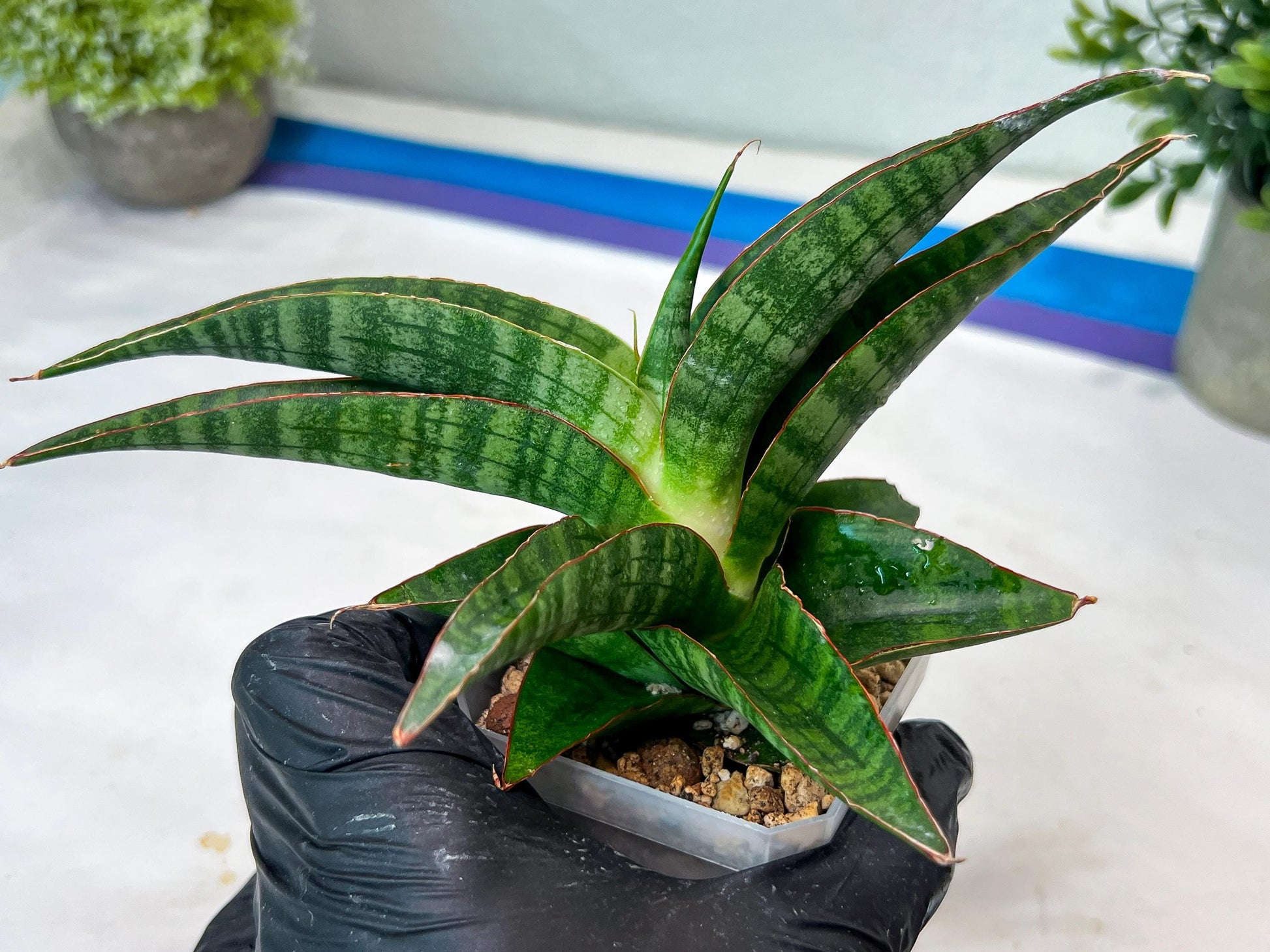 Sansevieria Gabriella x Sindoro (#Ha100) | Imported Plant