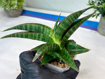 Sansevieria Gabriella x Sindoro (#Ha100) | Imported Plant