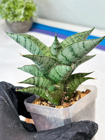 Sansevieria Isabella (#Ha102) | Imported Plant