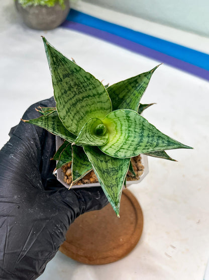 Sansevieria Isabella (#Ha102) | Imported Plant