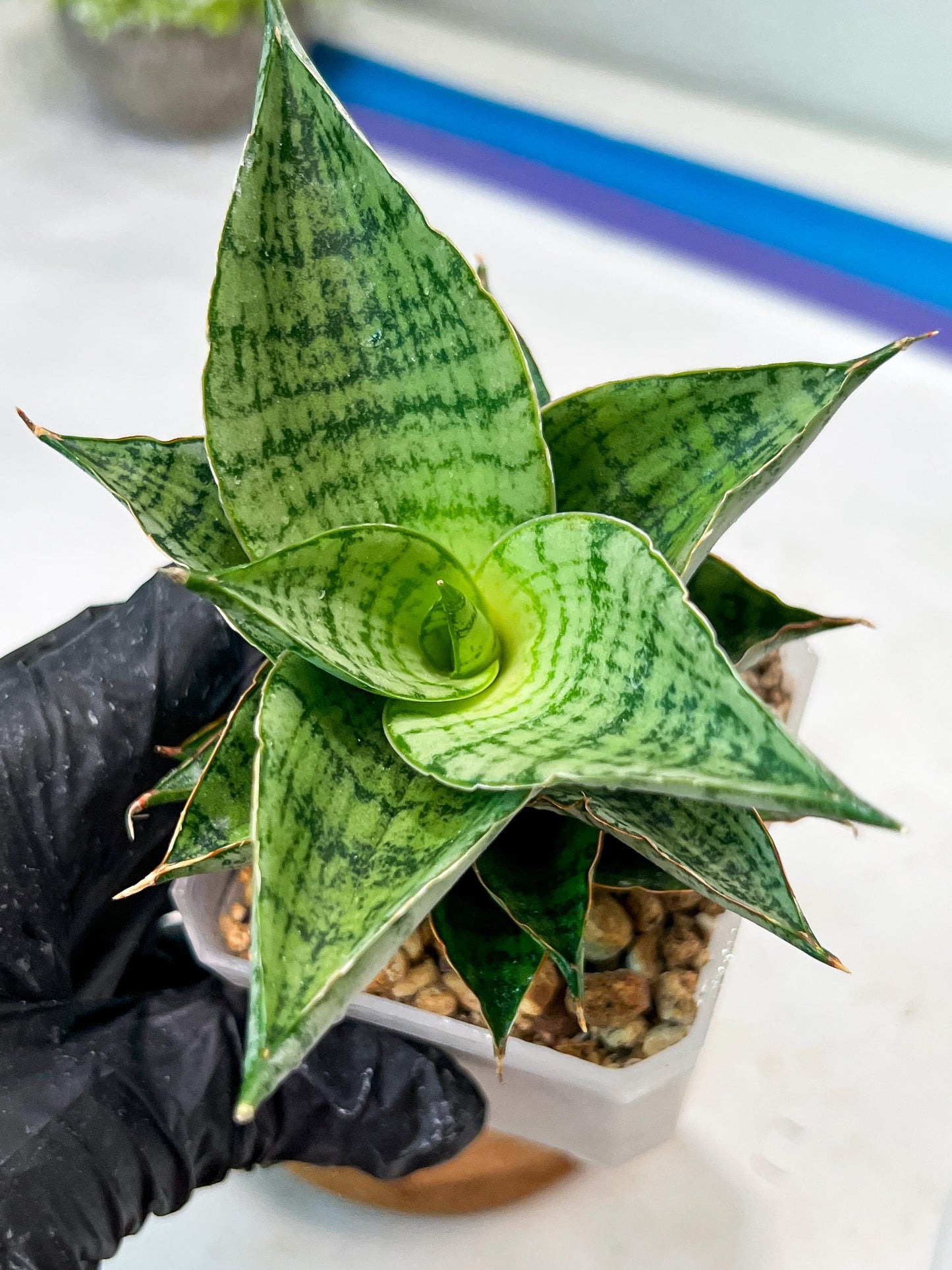 Sansevieria Isabella (#Ha102) | Imported Plant