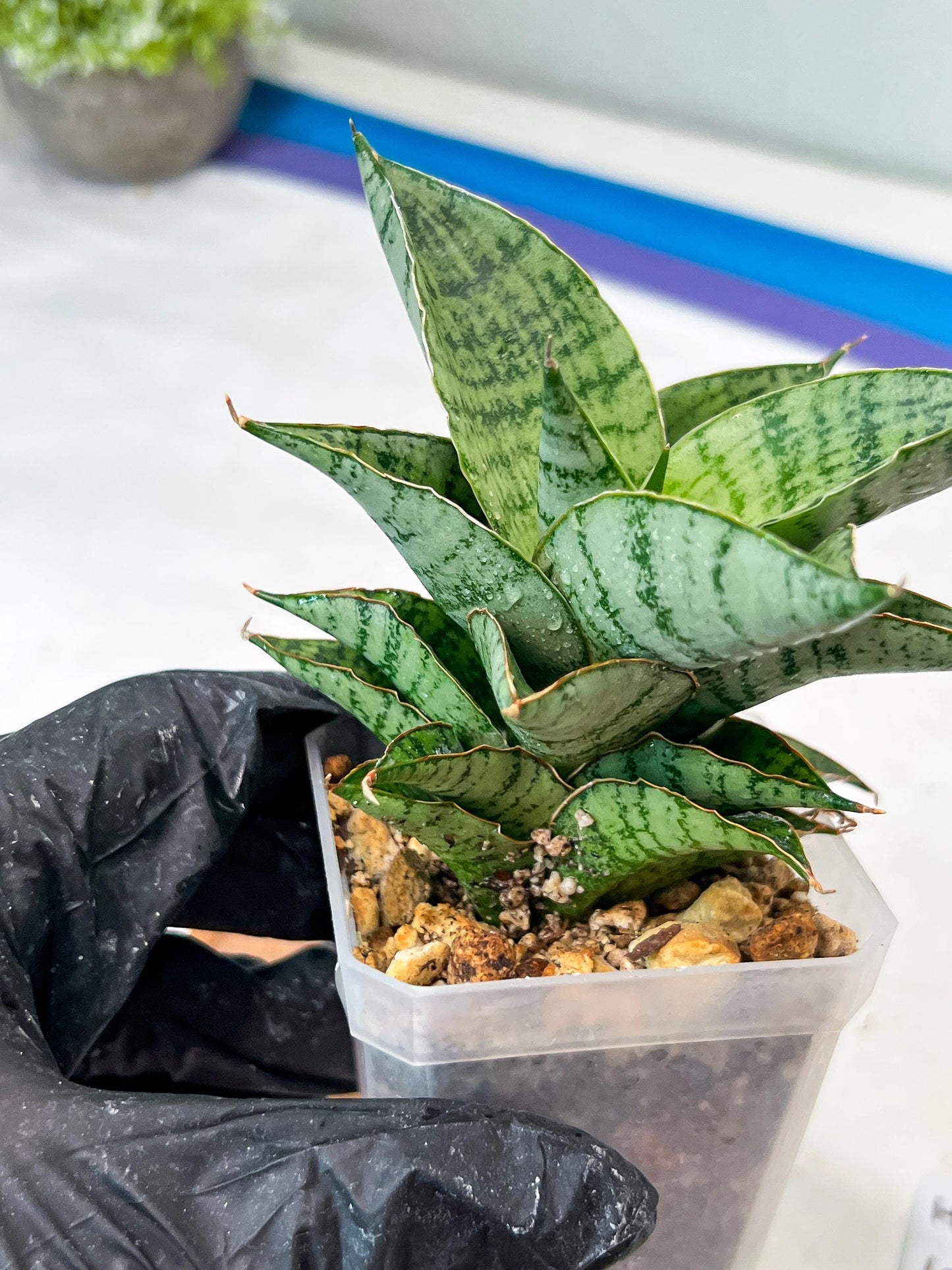 Sansevieria Isabella (#Ha102) | Imported Plant