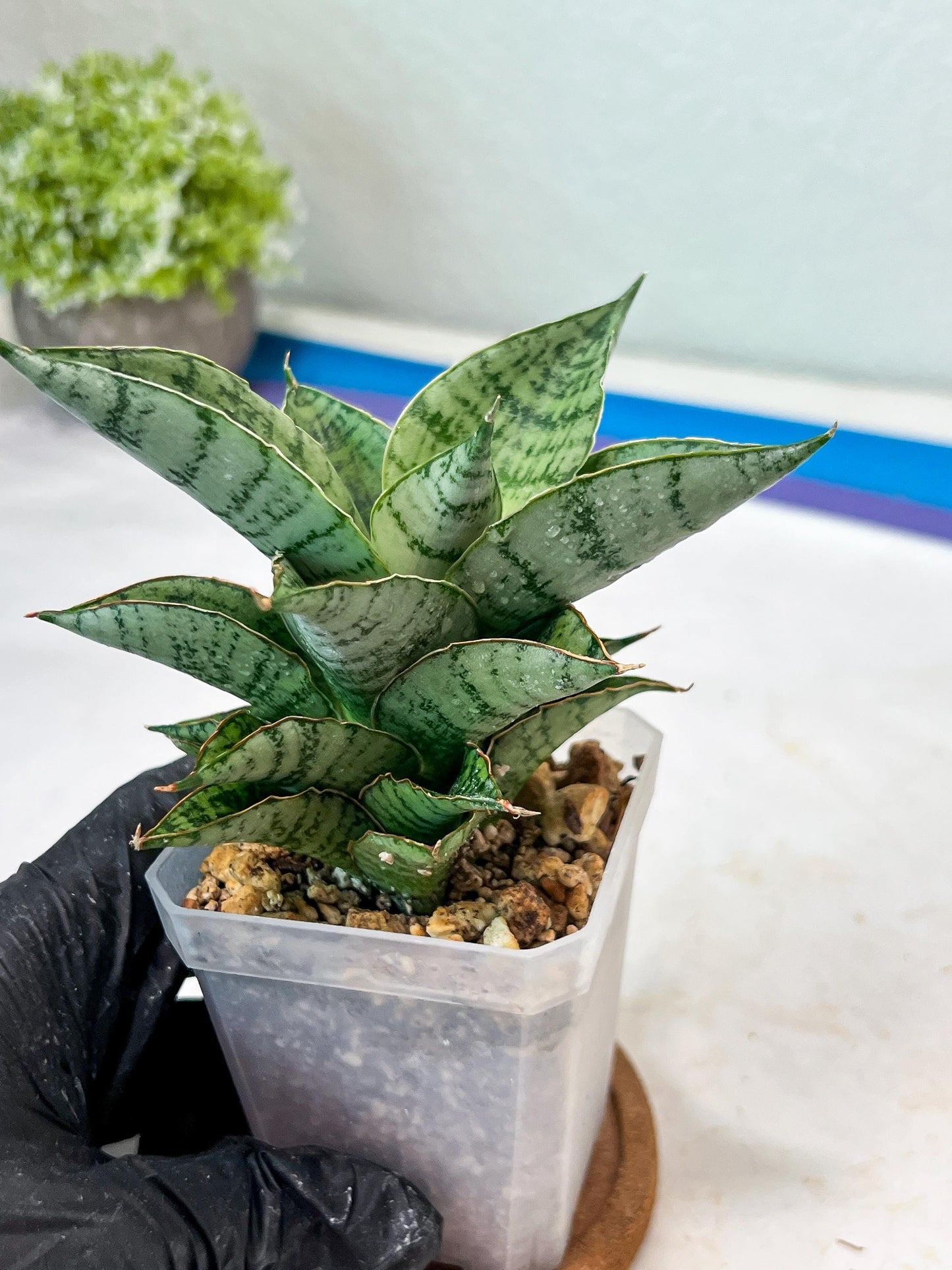 Sansevieria Isabella (#Ha102) | Imported Plant