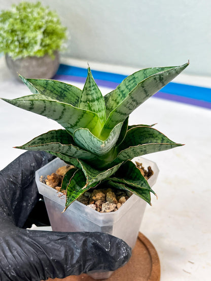 Sansevieria Isabella (#Ha102) | Imported Plant