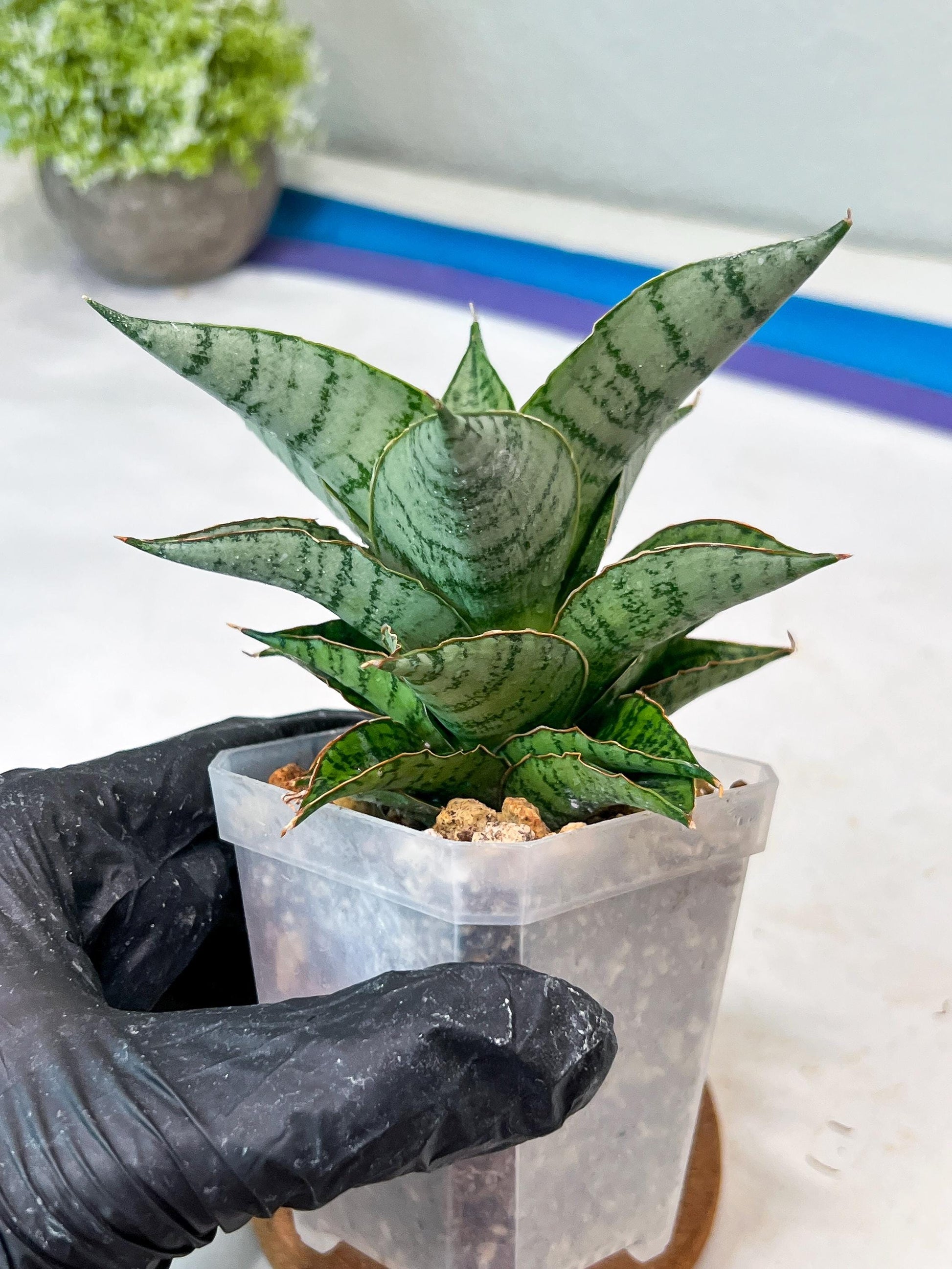 Sansevieria Isabella (#Ha102) | Imported Plant