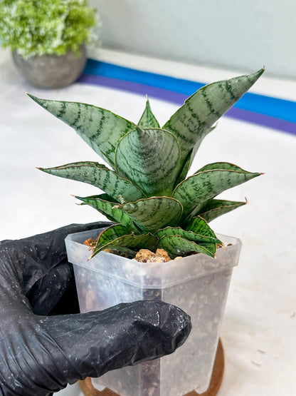 Sansevieria Isabella (#Ha102) | Imported Plant