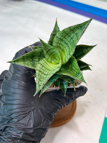 Sansevieria Isabella (#Ha102) | Imported Plant