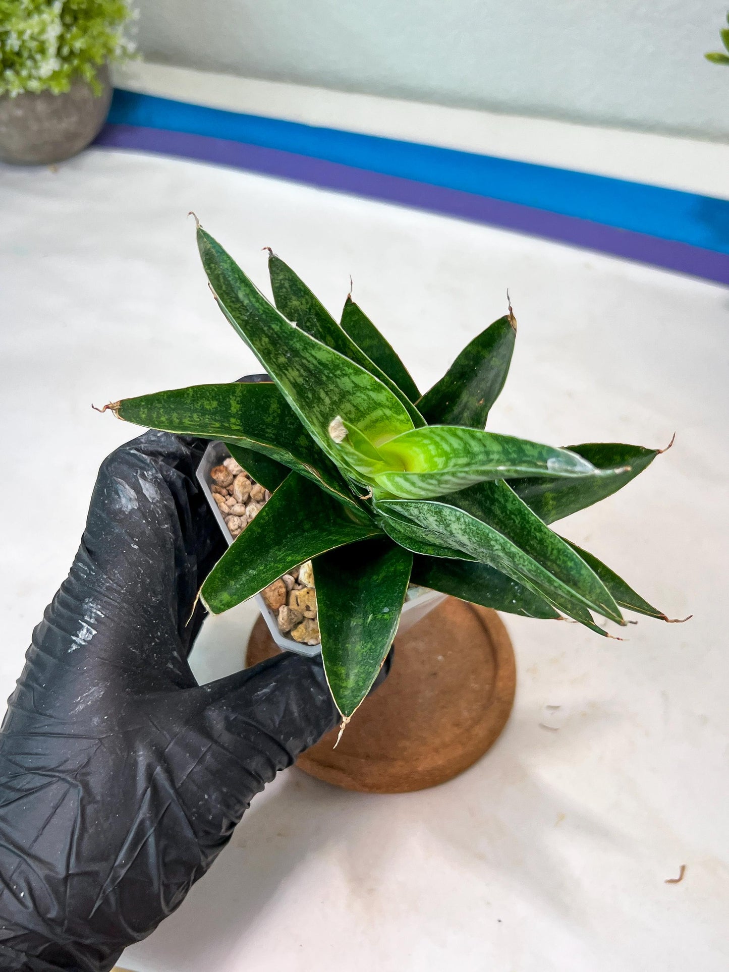 Sansevieria Mars (#Ha105) | Imported Plant