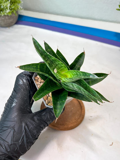 Sansevieria Mars (#Ha105) | Imported Plant
