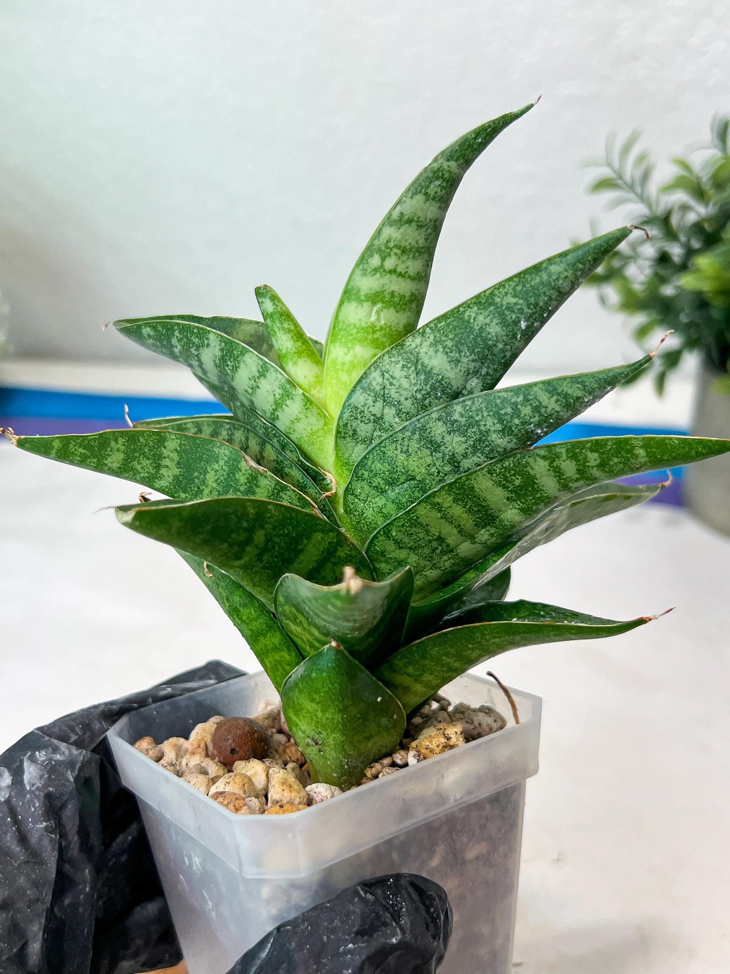 Sansevieria Mars (#Ha105) | Imported Plant
