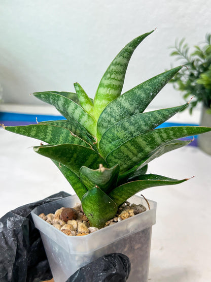 Sansevieria Mars (#Ha105) | Imported Plant