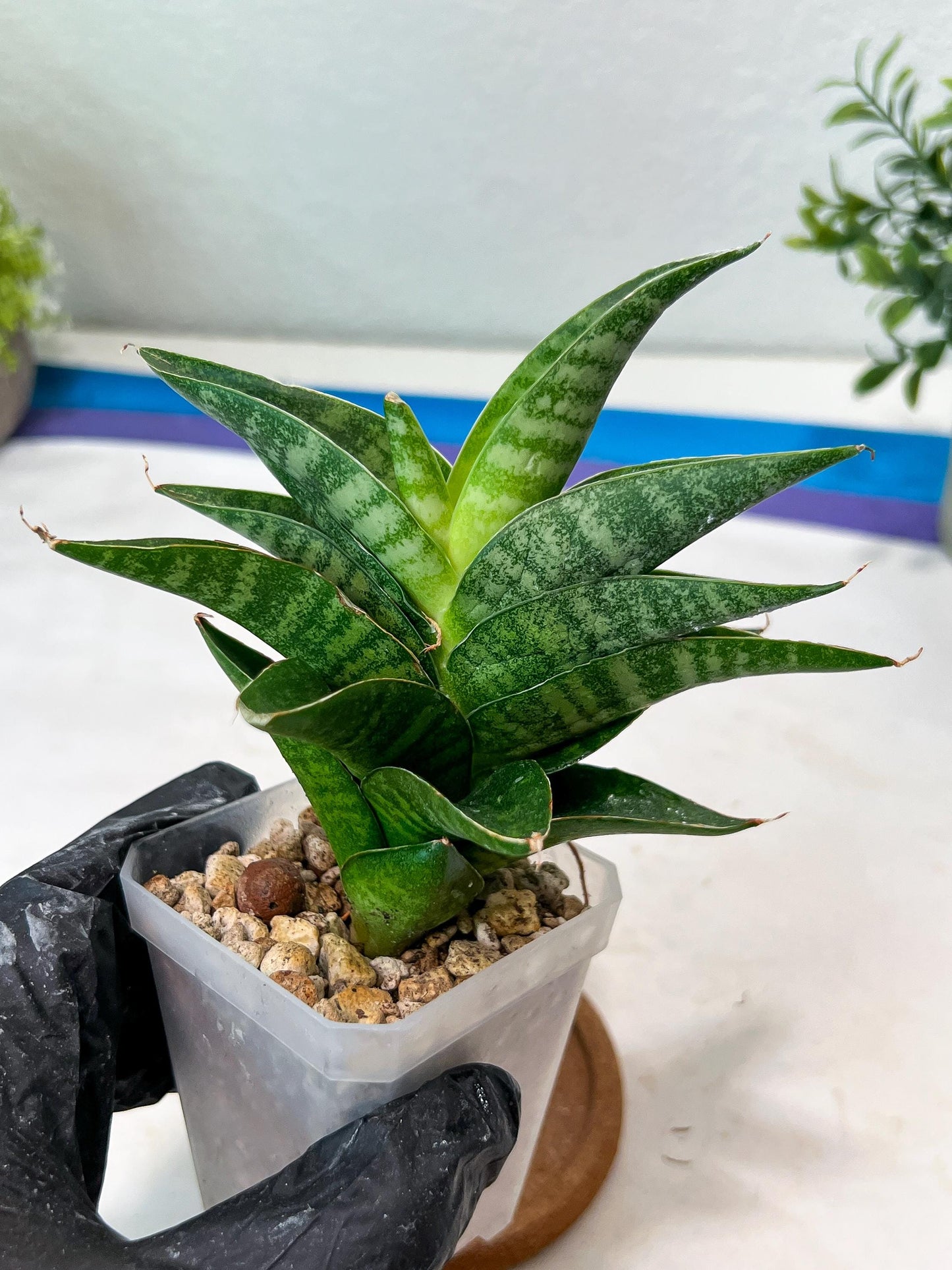 Sansevieria Mars (#Ha105) | Imported Plant