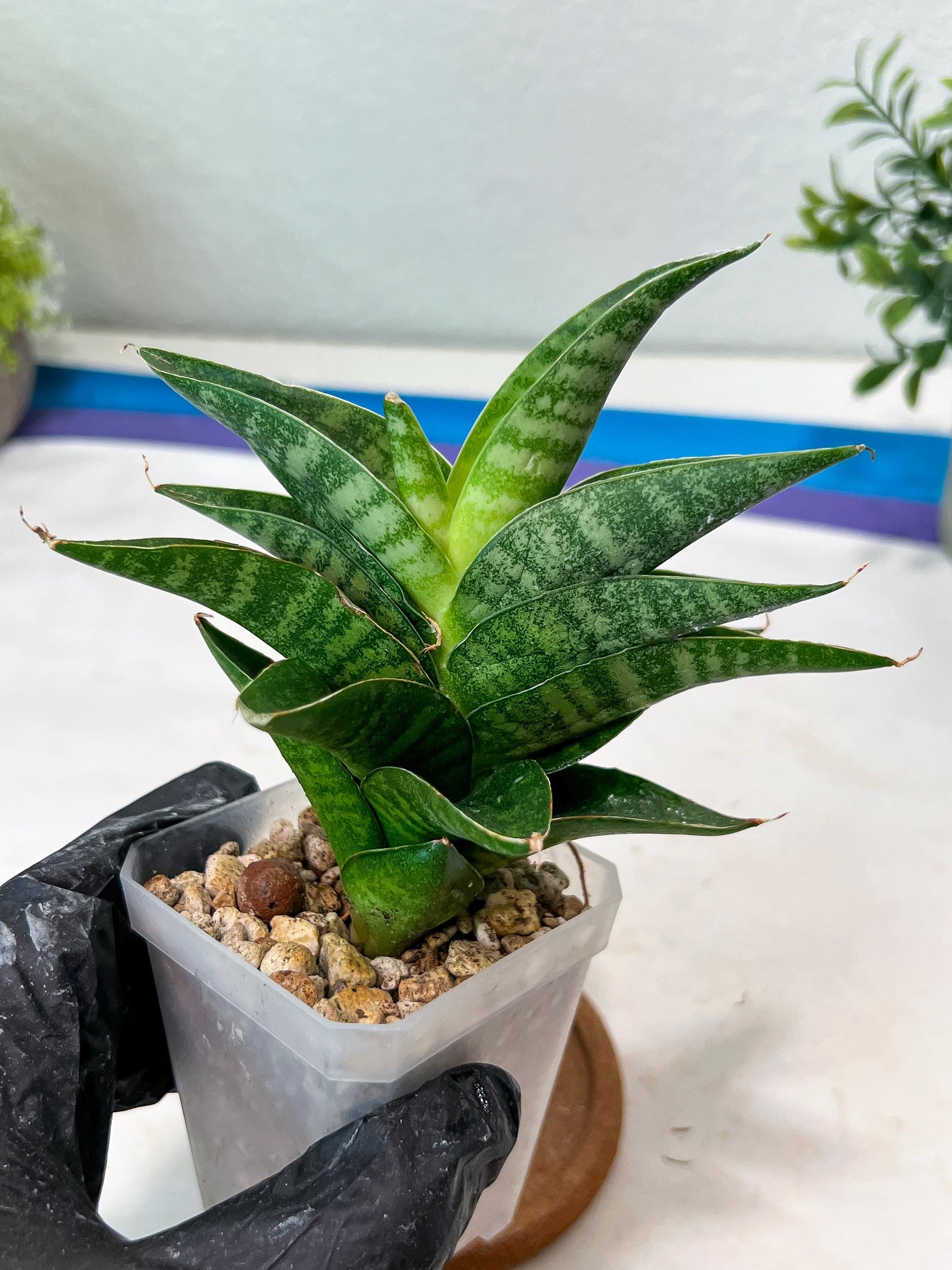 Sansevieria Mars (#Ha105) | Imported Plant