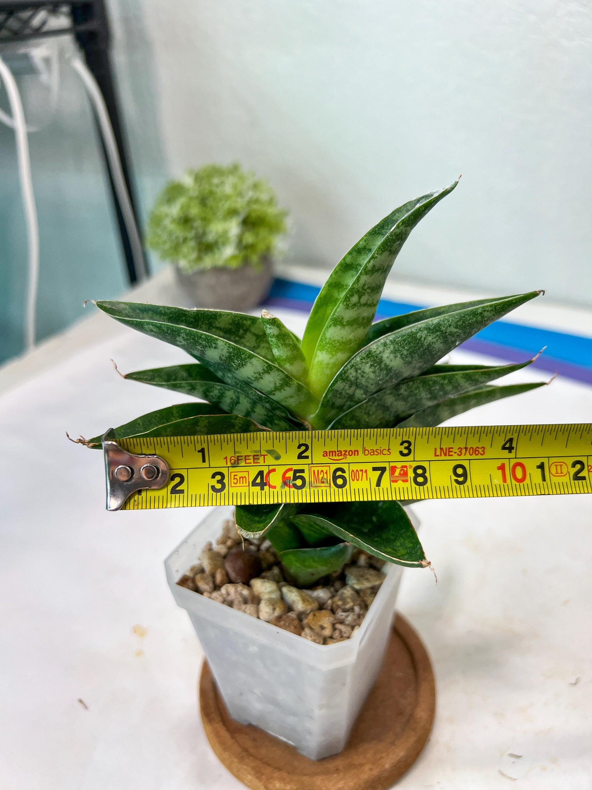 Sansevieria Mars (#Ha105) | Imported Plant