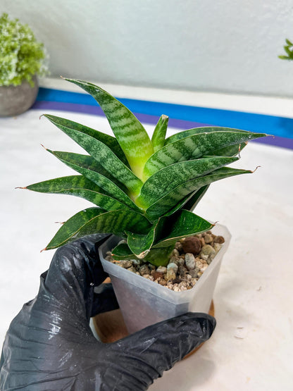 Sansevieria Mars (#Ha105) | Imported Plant