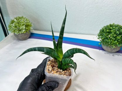 Sansevieria kanla x Gabriella cordova (#Ha107) | Imported Plant