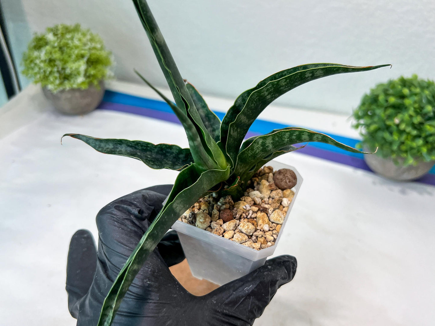 Sansevieria kanla x Gabriella cordova (#Ha107) | Imported Plant
