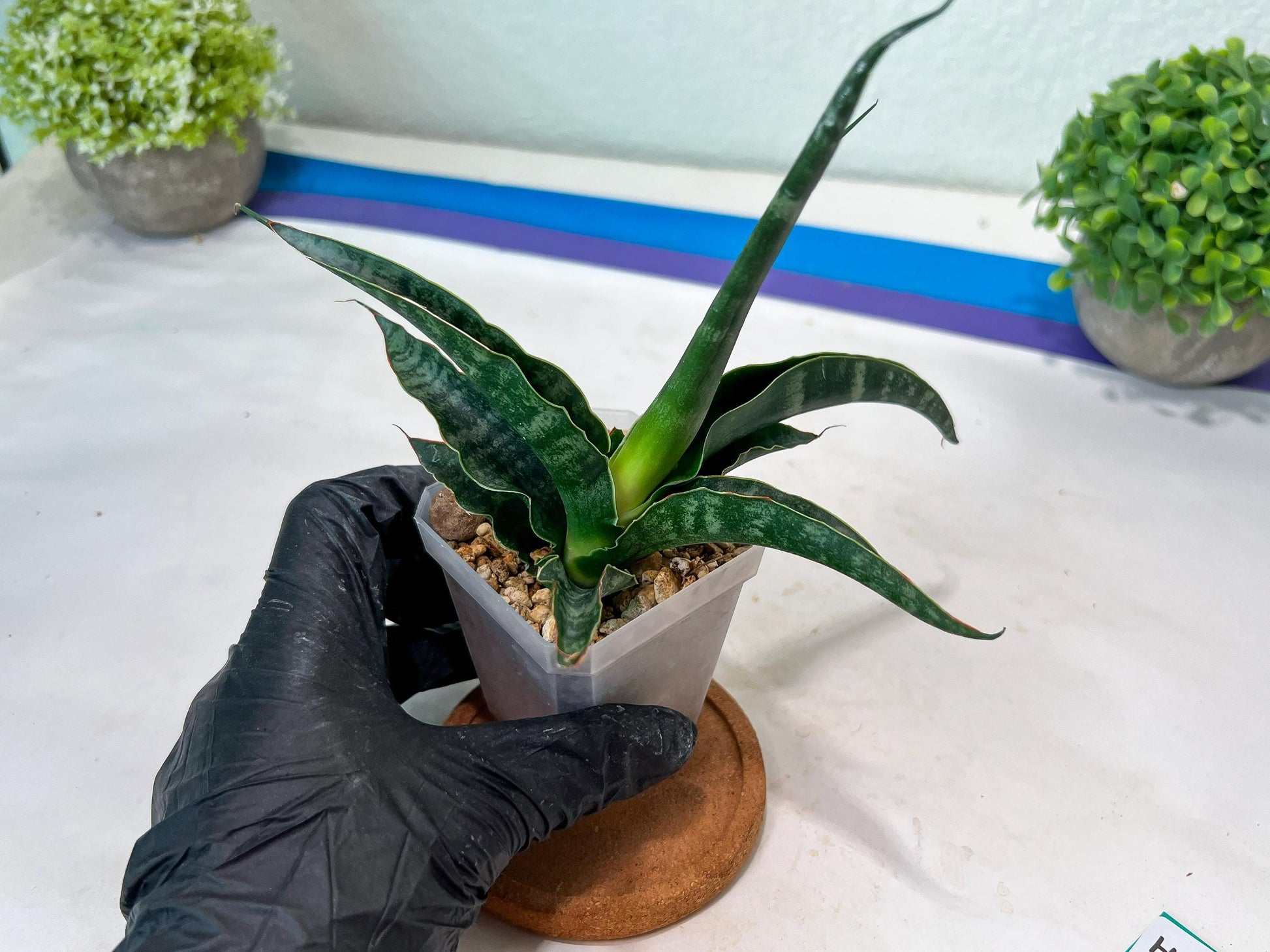 Sansevieria kanla x Gabriella cordova (#Ha107) | Imported Plant