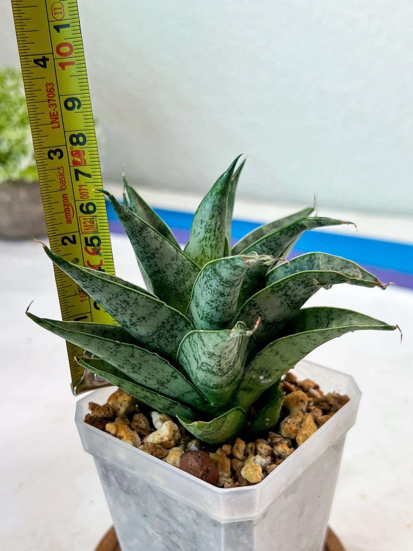 Sansevieria parva x Monshine (#Ha110) | Imported Plant