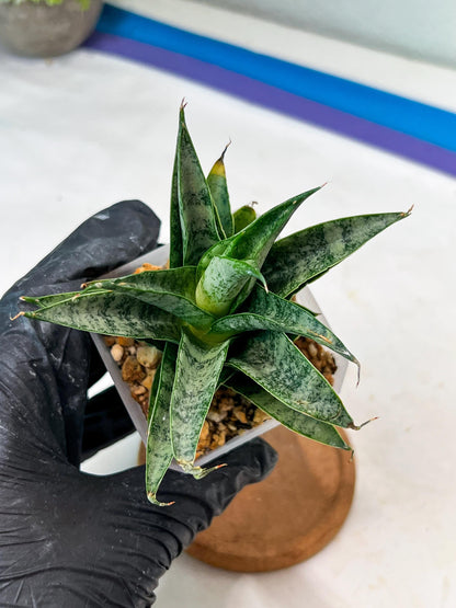 Sansevieria parva x Monshine (#Ha110) | Imported Plant