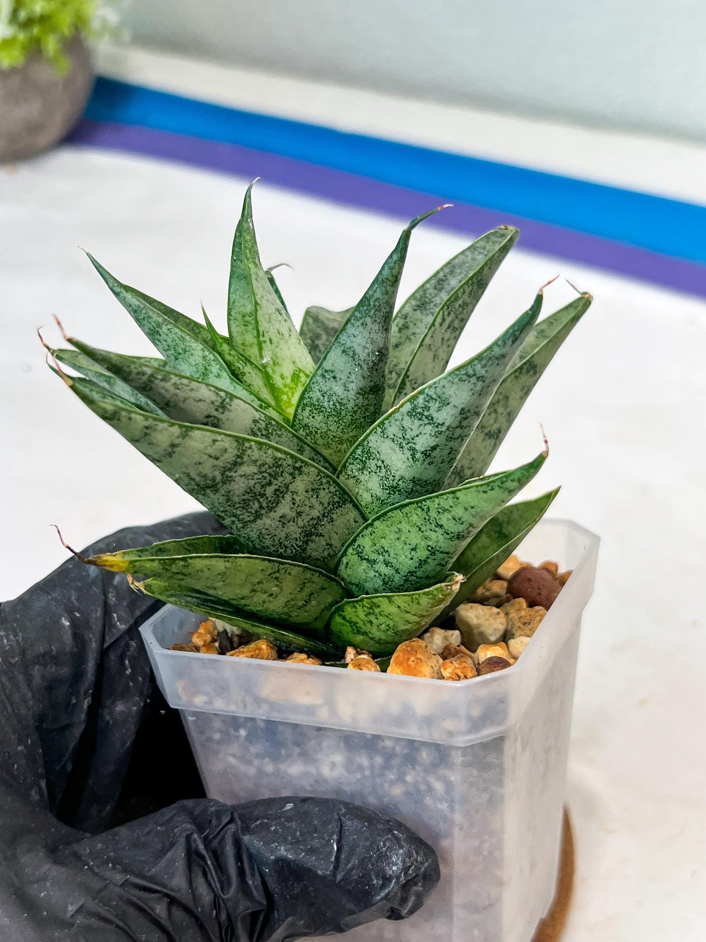 Sansevieria parva x Monshine (#Ha110) | Imported Plant