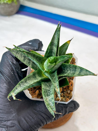 Sansevieria parva x Monshine (#Ha110) | Imported Plant