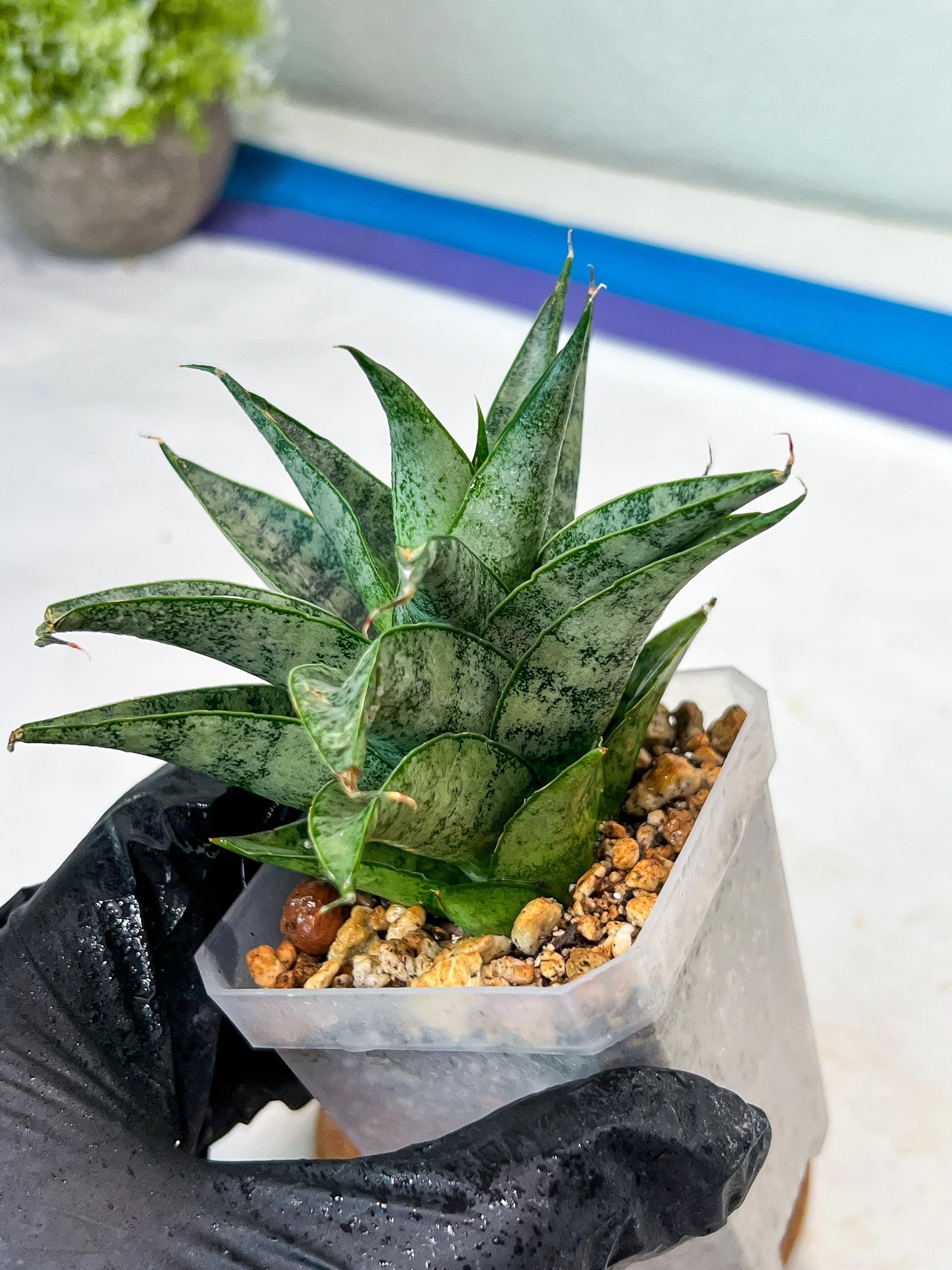 Sansevieria parva x Monshine (#Ha110) | Imported Plant