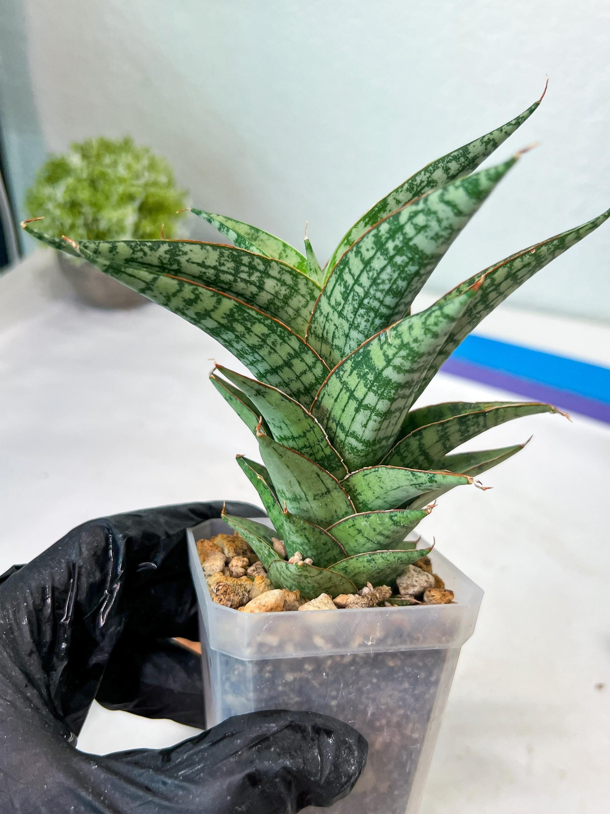 Sansevieria Deasy (#Ha111) | Imported Plant