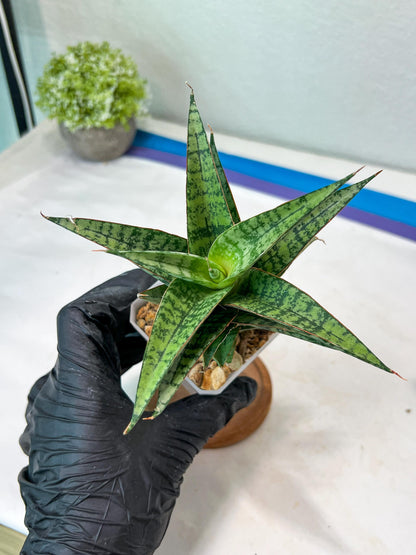 Sansevieria Deasy (#Ha111) | Imported Plant