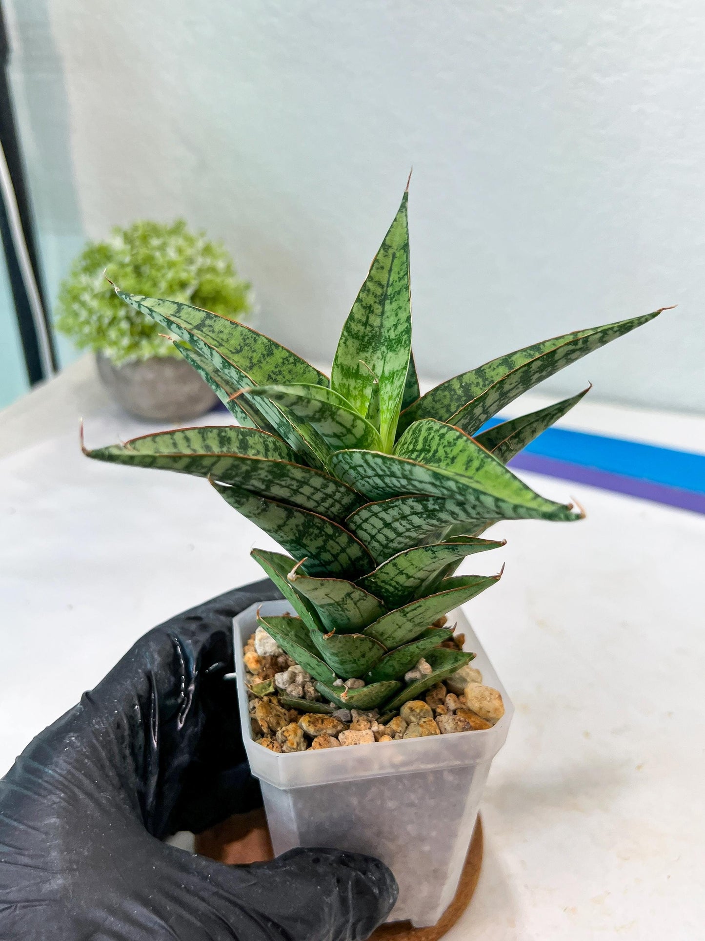 Sansevieria Deasy (#Ha111) | Imported Plant