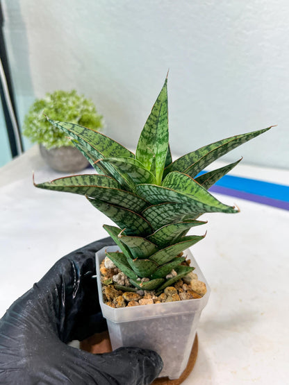 Sansevieria Deasy (#Ha111) | Imported Plant