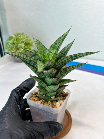 Sansevieria Deasy (#Ha111) | Imported Plant