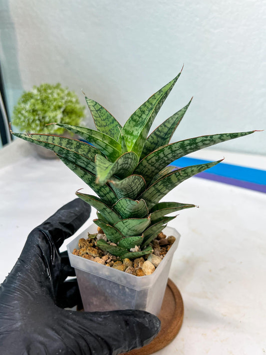 Sansevieria Deasy (#Ha111) | Imported Plant