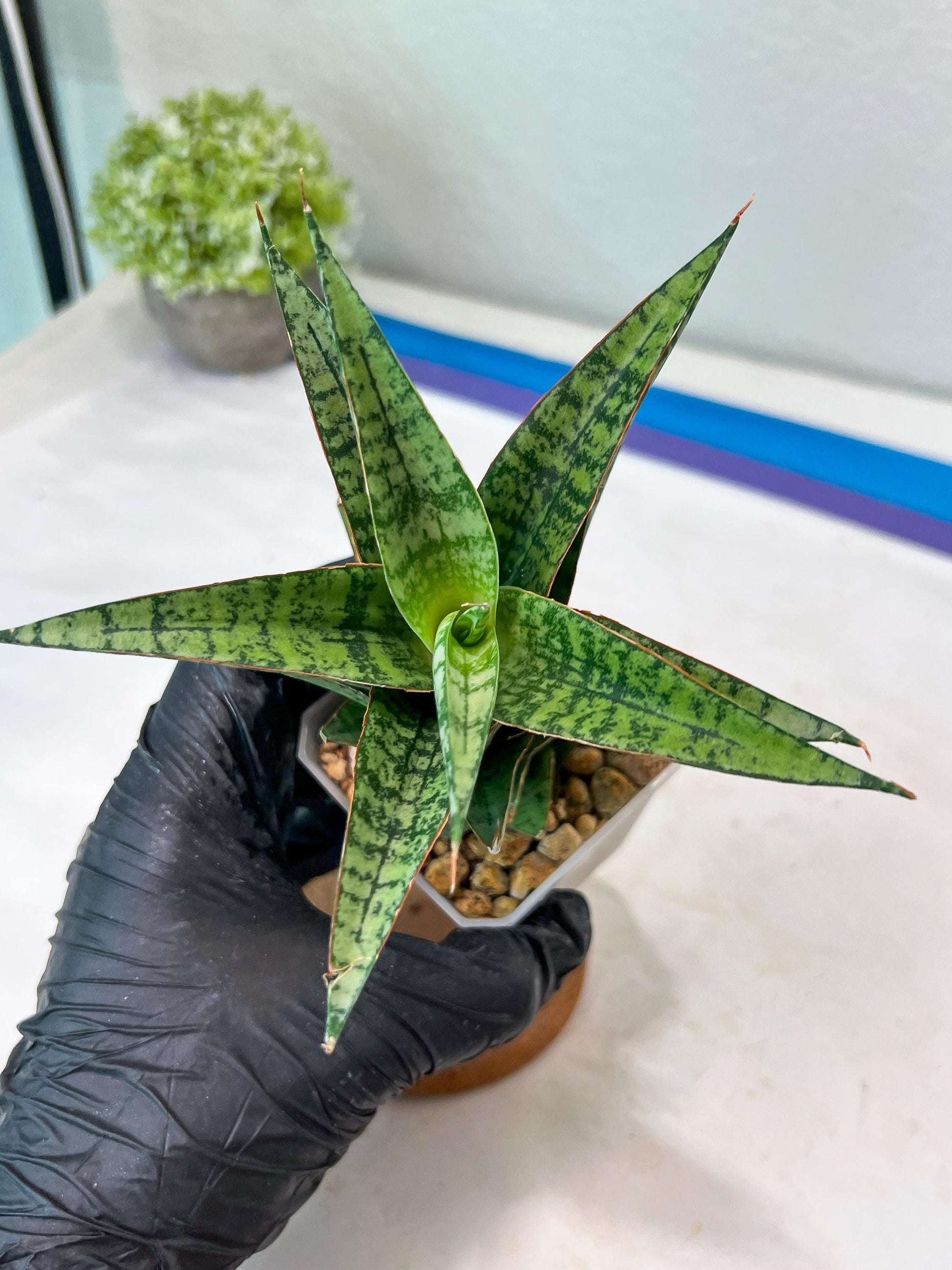 Sansevieria Deasy (#Ha111) | Imported Plant