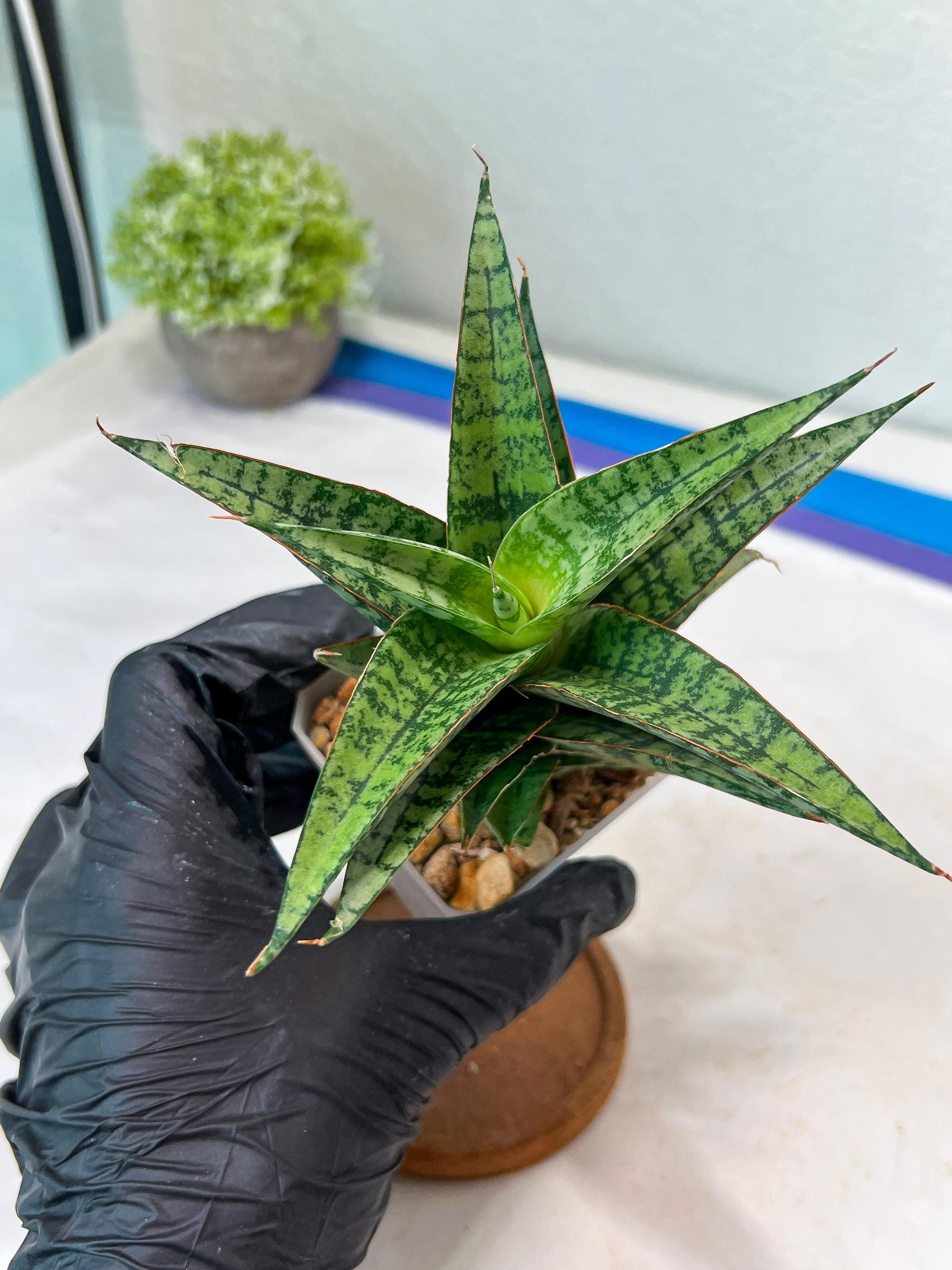 Sansevieria Deasy (#Ha111) | Imported Plant