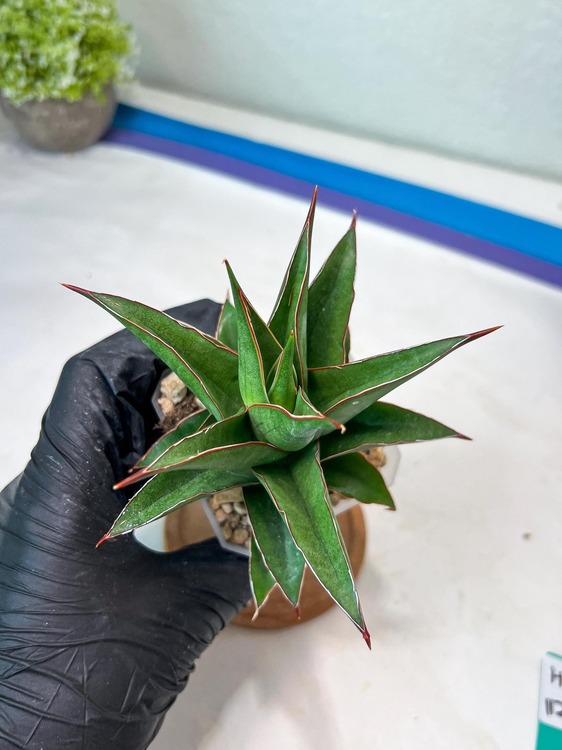 Sansevieria Teodora (#Ha112) | Imported Plant