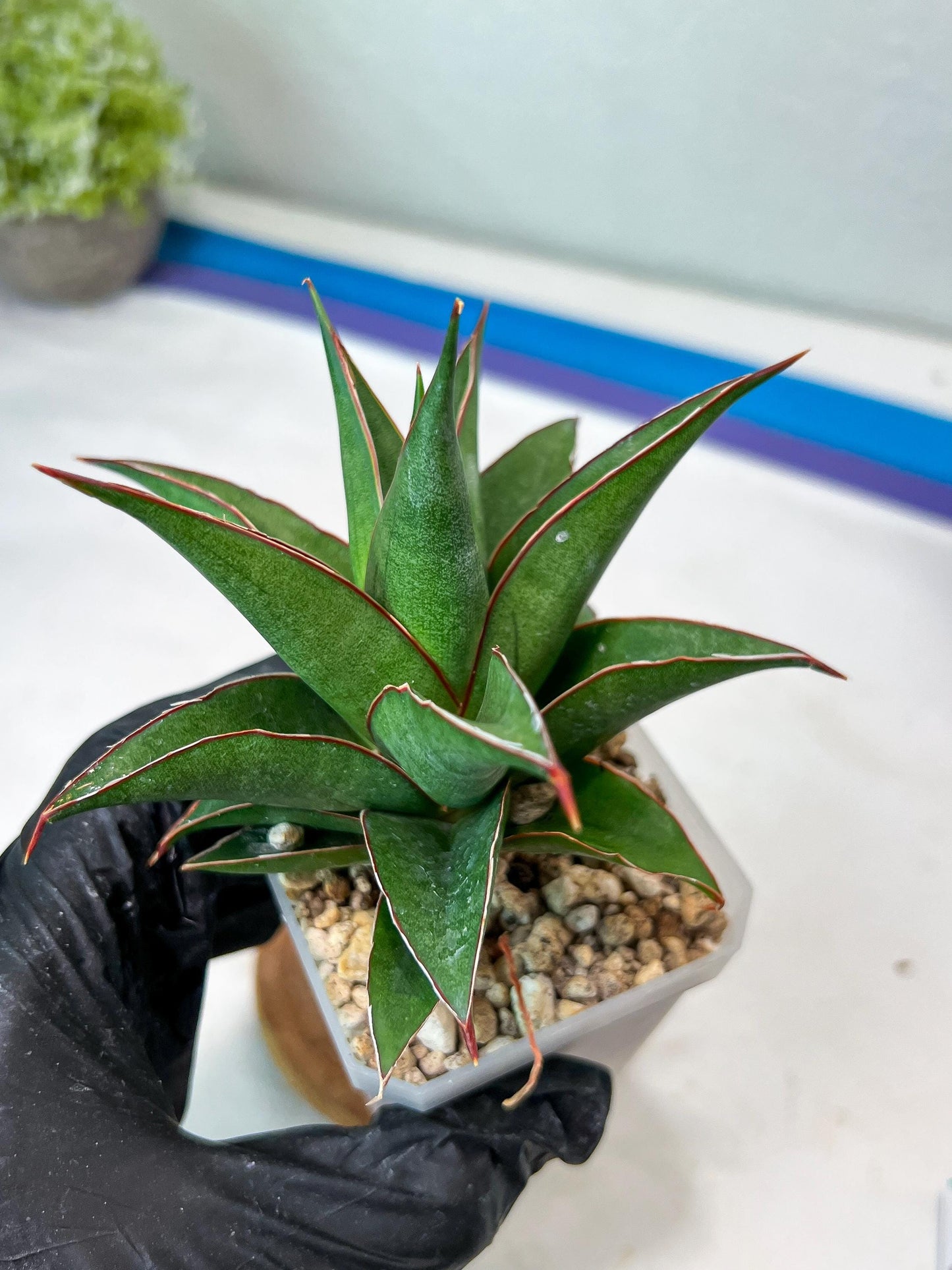 Sansevieria Teodora (#Ha112) | Imported Plant