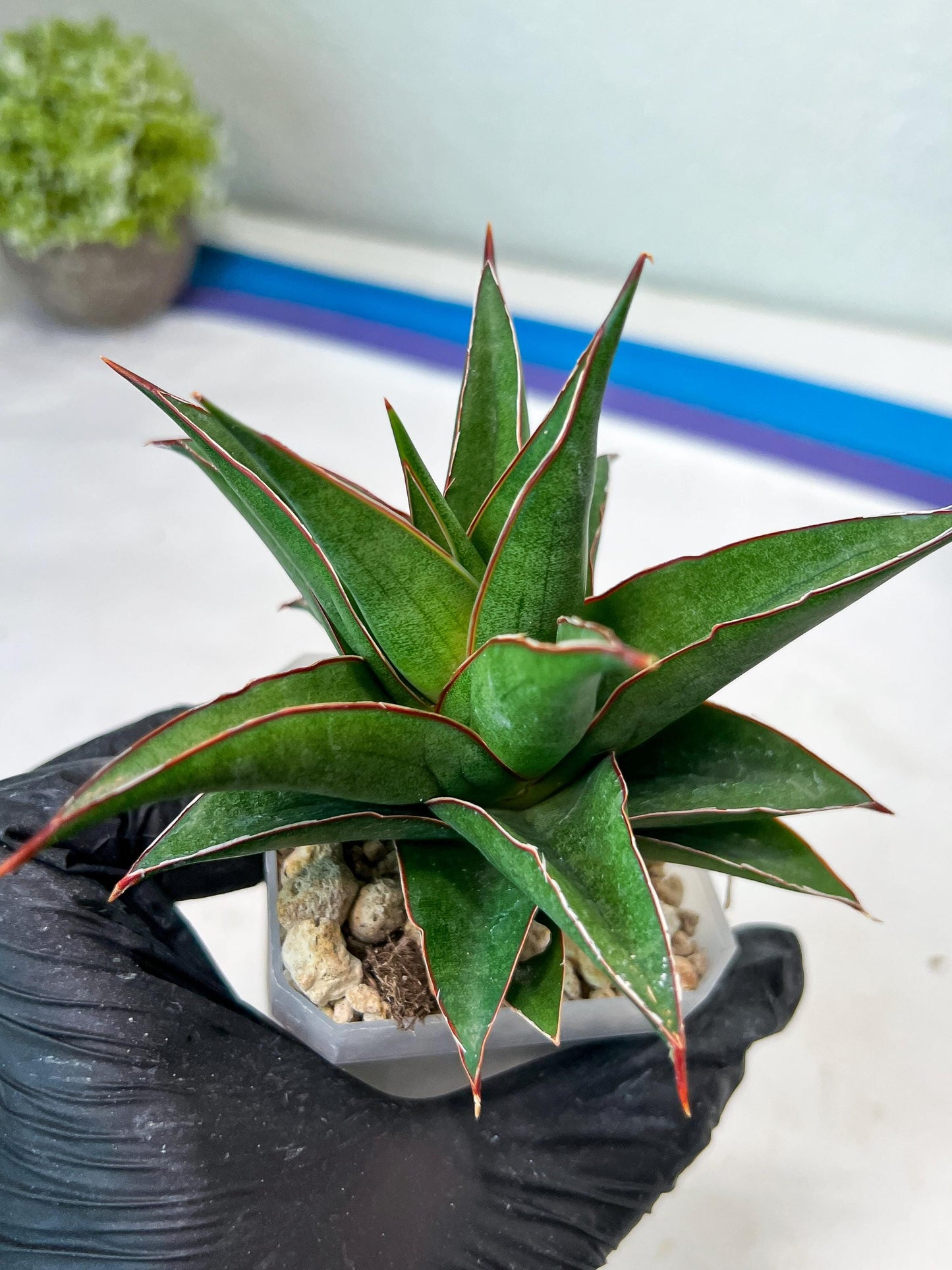 Sansevieria Teodora (#Ha112) | Imported Plant
