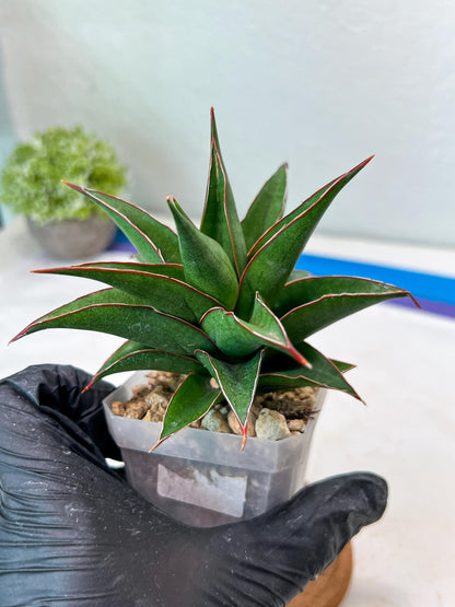 Sansevieria Teodora (#Ha112) | Imported Plant